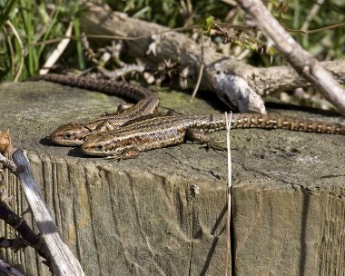 commonlizard110409b Common Lizard Ballaghennie, Isle of Man