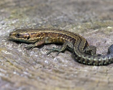 commonlizard170612 Common Lizard Ballaghennie, Isle of Man
