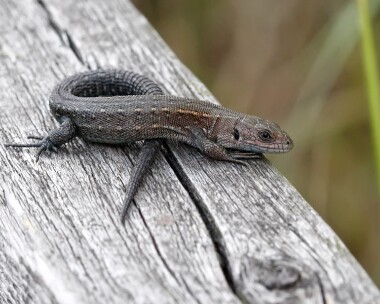 commonlizard181010 Common Lizard Hickling Broad, Norfolk