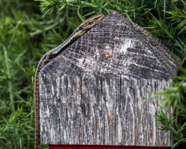 commonlizard200619b Common Lizard RSPB Arne, Dorset