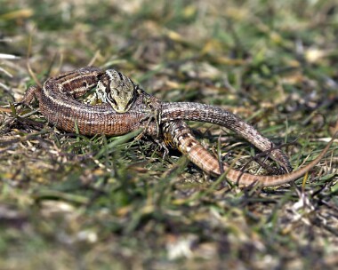 lizard20070406 Common Lizard Port Lewaigue, Isle of Man