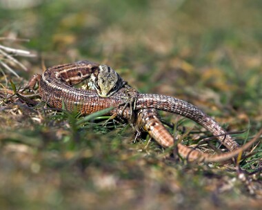 lizard20070406b Common Lizard Port Lewaigue, Isle of Man