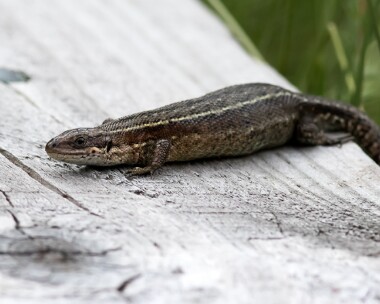 lizard230616 Common Lizard Loch Garten, Scotland