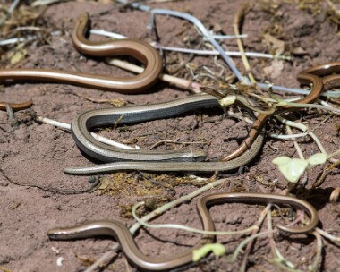 slowworm020717 Slow Worm Dixton, South Wales