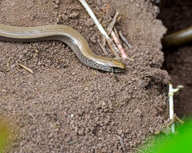 slowworm170524 Slow Worm Dixton, Wales