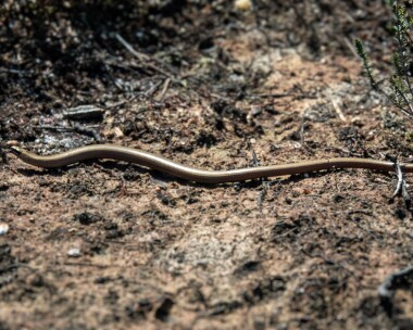 slowworm190522 Slow worm Morden Bog, Dorset