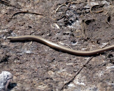 slowworm190522b Slow worm (video grab) Morden Bog, Dorset