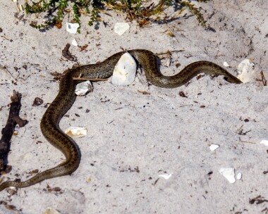 smoothsnake210619 Smooth Snake Town Common, Dorset