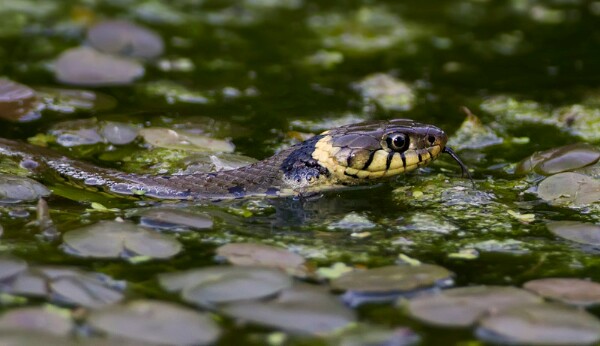 Grass Snake