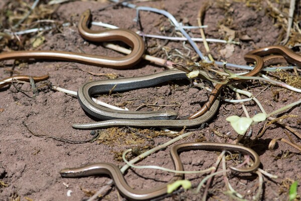 Slow Worm