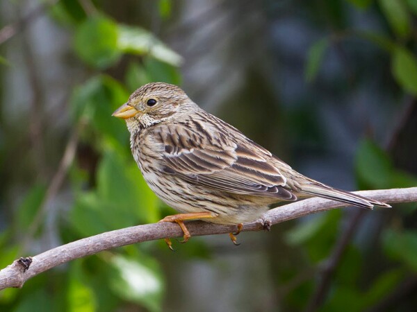 Corn Bunting