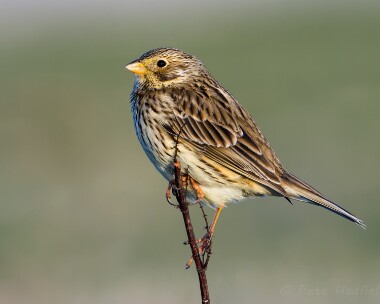 cornbunting090513 Corn Bunting Balranald, North Uist