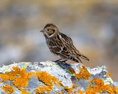 laplandbunting300810b Lapland Bunting Fort Island, Isle of Man