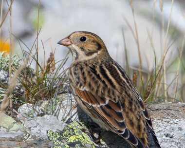 laplandbunting310810 Lapland Bunting Fort Island, Isle of Man
