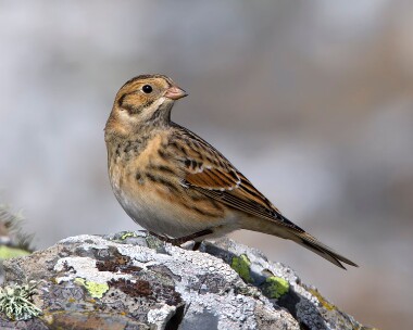 laplandbunting310810c Lapland Bunting Fort Island, Isle of Man