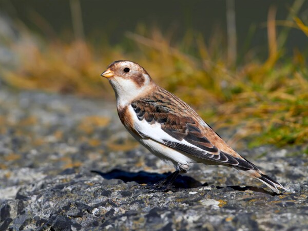 Snow Bunting