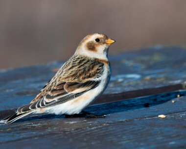 snowbunting050319 Snow Bunting Cairngorm, Scotland