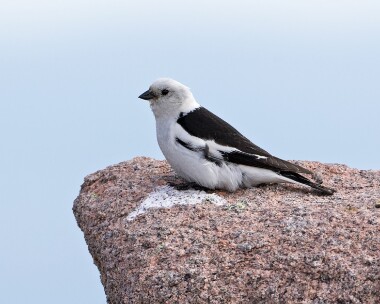 snowbunting230616 Snow Bunting Ben Macdui, Scotland