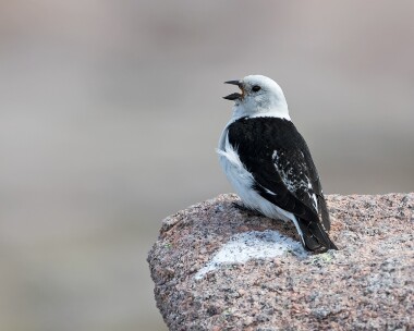 snowbunting230616b Snow Bunting Ben Macdui, Scotland