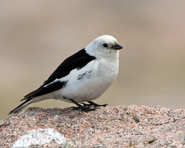 snowbunting230616c Snow Bunting Ben Macdui, Scotland