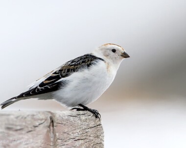 snowbunting280313 Snow Bunting Cairngorm, Highlands