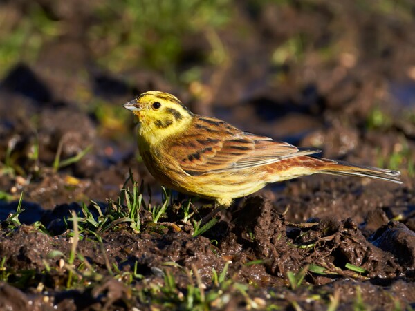 Yellowhammer