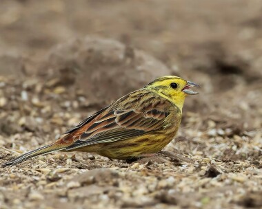 yellowhammer180410 Yellowhamme Isle of Man