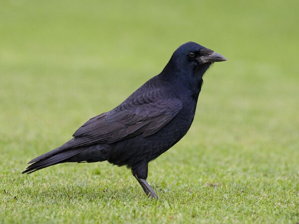 Carrion Crow