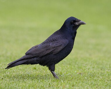 carrioncrow031107 Carrion Crow Ramsey, Isle of Man