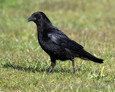 carrioncrow040515 Carrion Crow Winterton, Norfolk