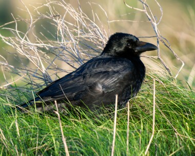 carrioncrow170126 Carrion Crow Langness, Isle of Man