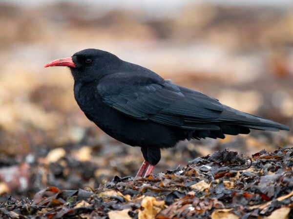 Chough