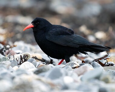 Chough050226