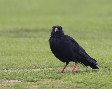 chough010808 Chough Langness, Isle of Man