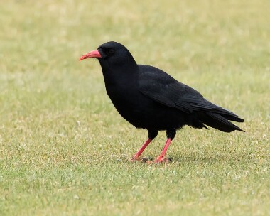 chough030415 Chough Langness, Isle of Man