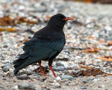 chough030810 Chough Sandwick, Isle of Man