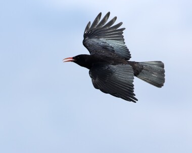 chough160716 Chough Langness, Isle of Man