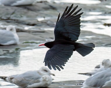 chough181023 Chough Strandhall, Isle of Man