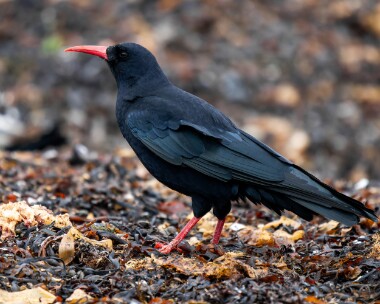 chough181025 Chough Langness, Isle of Man