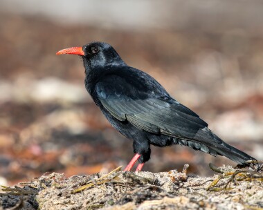chough221125b Chough Langness, Isle of Man