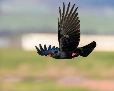 chough221125c Chough Langness, Isle of Man