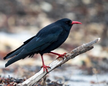 chough261025b Chough Langness, Isle of Man