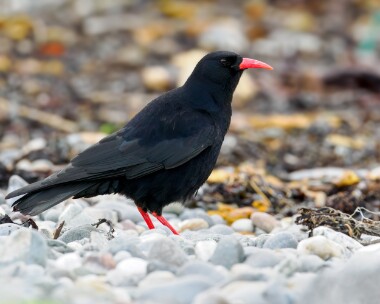 chough261223 Chough Langness, Isle of Man