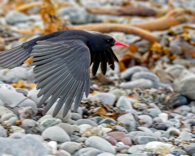 chough261223b Chough Langness, Isle of Man