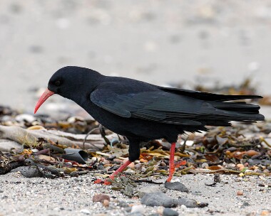 chough271007 Chough Sandwick, Isle of Man