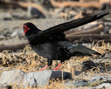 chough300116 Chough Langness, Isle of Man
