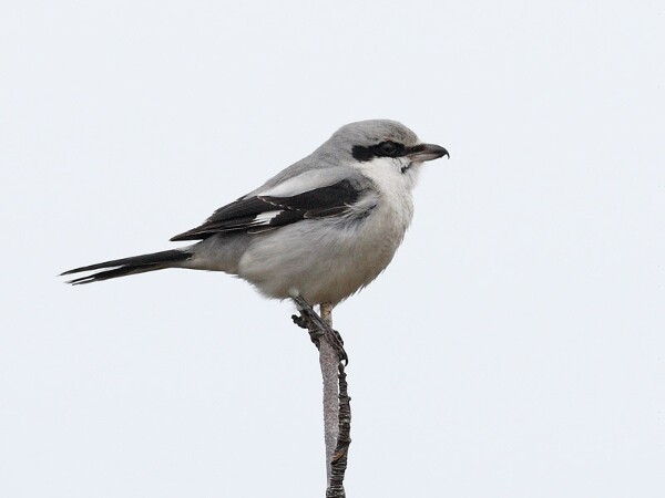 Great grey Shrike