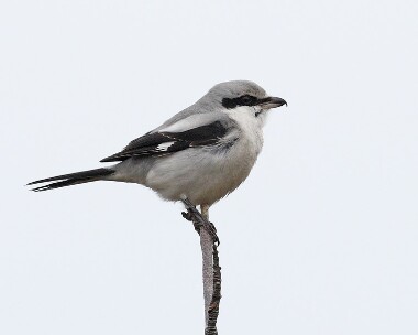 ggs290208 Great Grey Shrike Kelling Heath, Norfolk