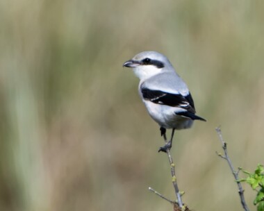 greatgreyshrike101016 Great Grey Shrike Burnham Overy Dunes, Norfolk