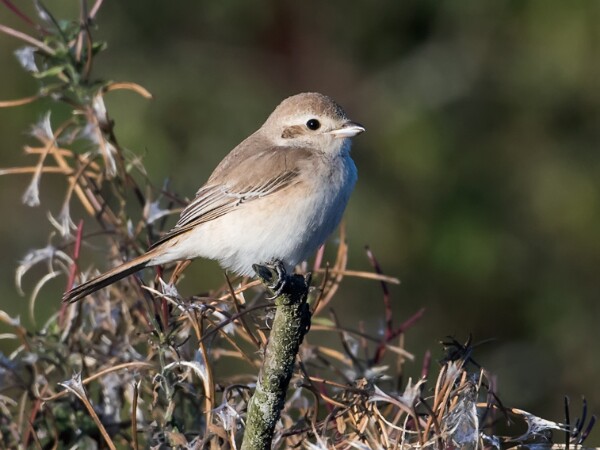 Isabelline Shrike